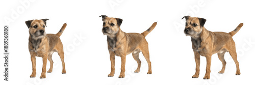 Fotografie Border Terrier dog isolated on white background, Border Terrier Dog, Border Terr