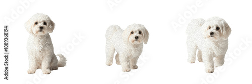 Bolognese dog isolated on white background, Bolognese Dog Breed, Bolognese Companion Dog, Bolognese Toy Dog, ボロニーズ, Bolognese Canis, Bolognese Type Dog