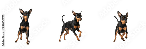 Slika na platnu Toy Manchester Terrier isolated on white background, Miniature Manchester Terrie
