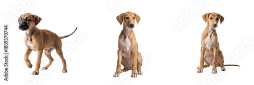 Εκτύπωση καμβά Azawakh puppy isolated on white background, أزاواخ, アザワク, Azawakh Breed Puppy, A