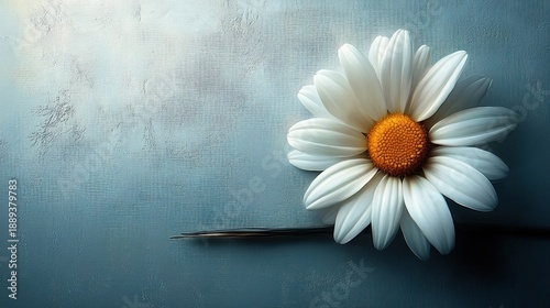 Single white daisy flower with bright yellow center lying on a textured blue-gray surface conveying simplicity and calmness