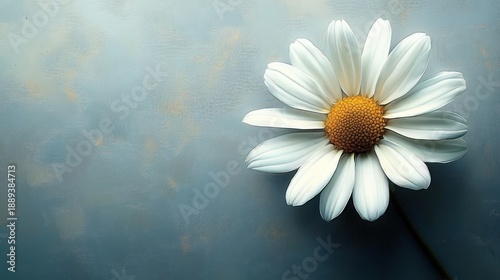 Single white daisy flower with yellow center against textured muted blue background conveying simplicity and calmness