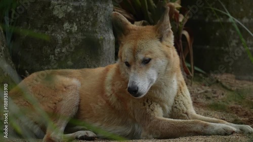 Dingo (Canis lupus dingo) wild dog in Australia. Resting in the rainforest as a spring rainstorm approaches. Slow motion, 25 percent natural speed.