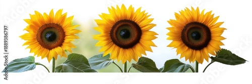 Three bright yellow sunflowers with green leaves aligned side by side against a blurred light background, showcasing vibrant petals and dark circular centers