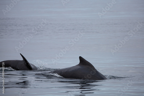 Dolphin surfacing during sunny day in the arctic waters, Norway