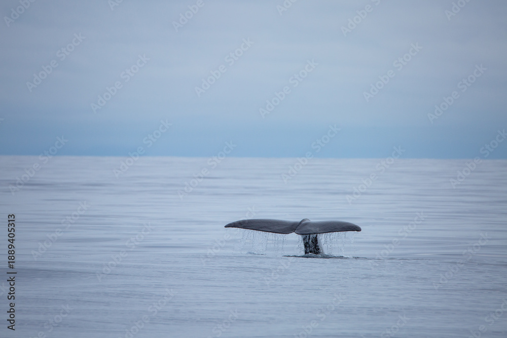 Naklejka premium Sperm whale tail appearing during the dive in the arctic waters
