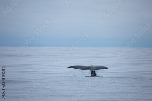 Sperm whale tail appearing during the dive in the arctic waters