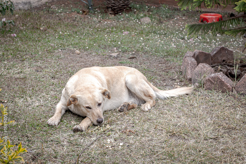 Perro en el pasto 