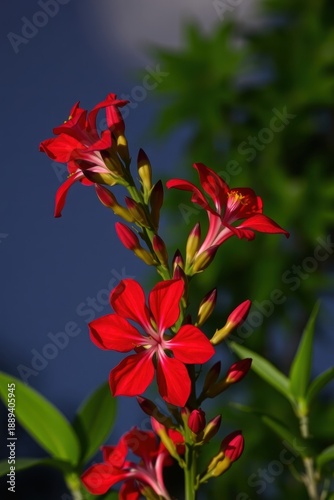 Bunga Merah
