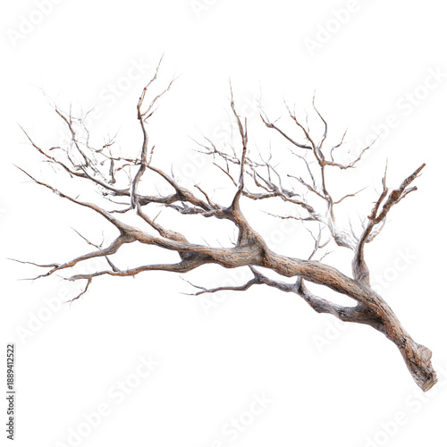 A bare, leafless tree branch