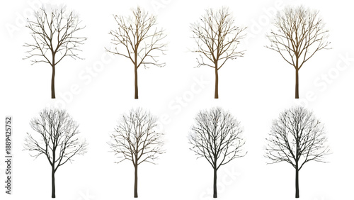 A collection of bare trees isolated on a white background showcasing different forms