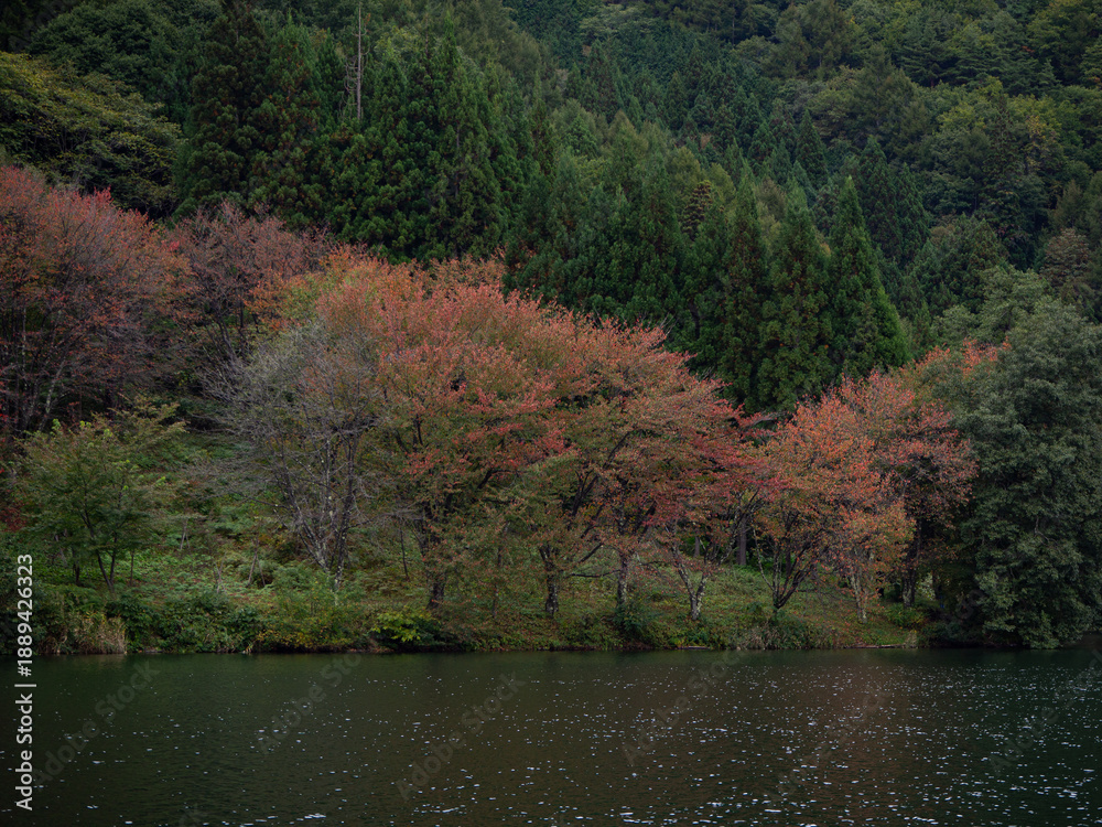 Fototapeta premium 紅葉の樹々 秋の風景 スナップショット