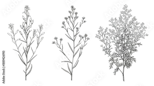 Detailed botanical illustration of three flowering plants with delicate foliage and stems