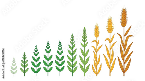 Watercolor illustration depicts the growth stages of wheat from sprout to ripe grain