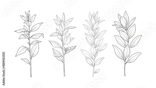 Botanical illustration featuring four delicate plant stems with elongated pointed leaves high quality