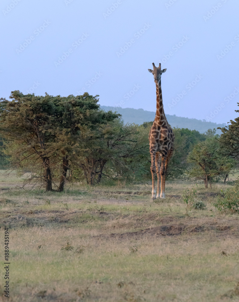 Fototapeta premium Maasai giraffe (Giraffa camelopardalis tippelskirchi) in Maasai Mara