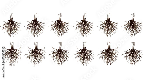 A collection of detailed brown plant roots hanging vertically against a white background