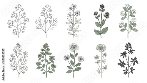 Vintage botanical illustration displaying various flowering plant stems and delicate foliage high quality