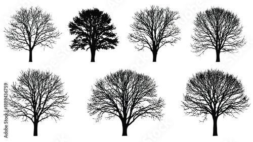 Silhouettes of various deciduous trees against a stark white background create a natural scene