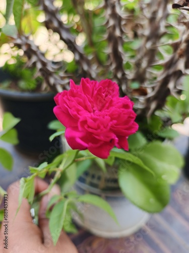pink rose in a pot
