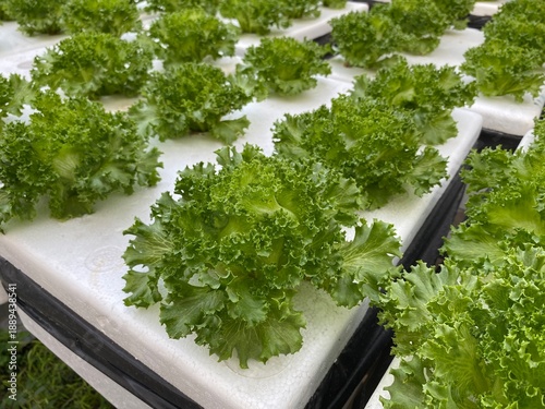 Hydroponics Vegetable, Organic vegetables, salad vegetables, organic agriculture