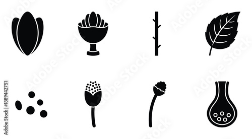 Detailed black and white plant growth stages vector illustration, lifecycle germination and vegetative maturity diagram.