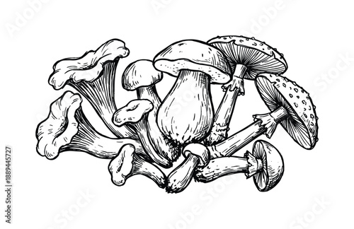 Intricate black and white illustration featuring diverse mushroom species, including amanita muscaria and golden chanterelles.