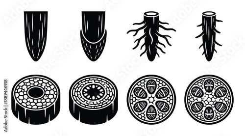 Plant root development stages showing longitudinal and cross-section anatomy of the root, growth progress.