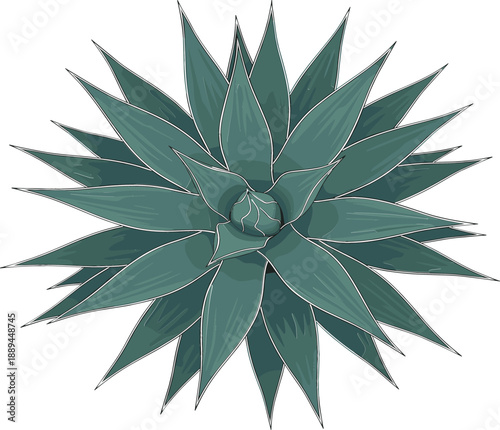 Top view vector illustration of a green blue agave succulent plant with sharp pointed leaves isolated on white background for desert landscaping and gardening.