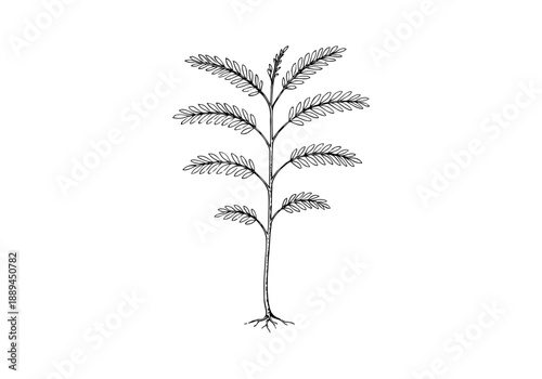 Acacia Tree Hand Drawn Illustration Vector by AZ for Books, Arts, Design and Decoration Graphic Asset