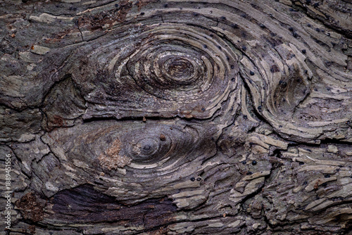 Canvas Print Natural Tree Bark Texture with Rough Organic Surface