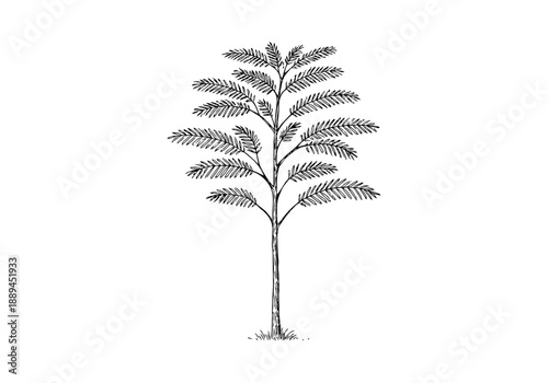 Acacia Tree Hand Drawn Illustration Vector by AZ for Books, Arts, Design and Decoration Graphic Asset