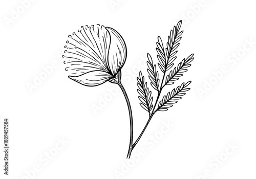 Acacia Tree Hand Drawn Illustration Vector by AZ for Books, Arts, Design and Decoration Graphic Asset