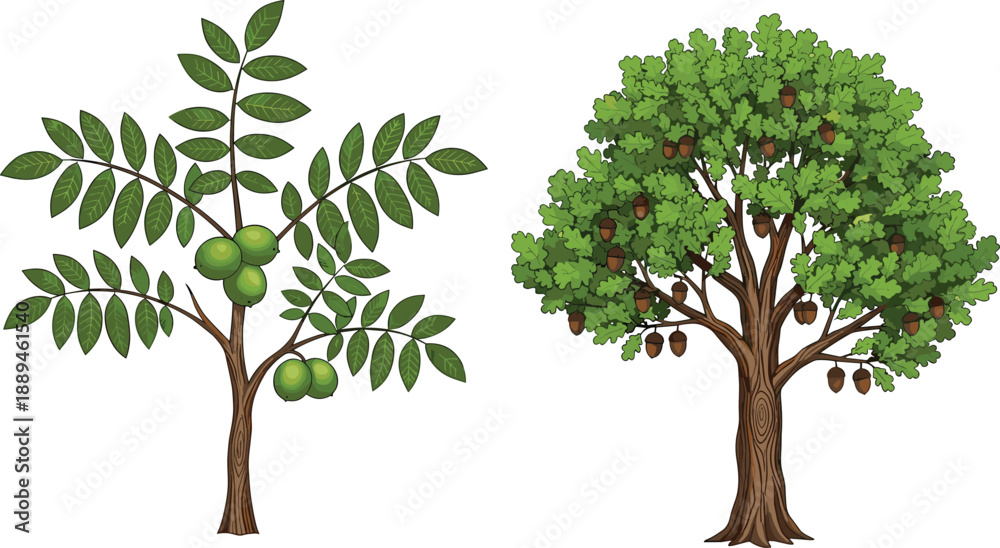 Obraz premium Detailed vector illustration of a green walnut tree with nuts and a large oak tree with acorns on white background (20 words)