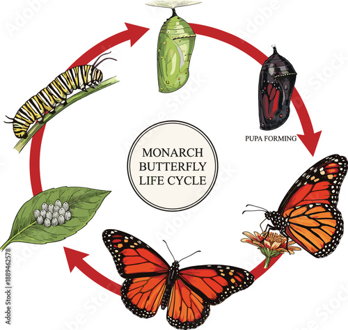 Educational monarch butterfly life cycle diagram showing egg, caterpillar, chrysalis, and adult insect metamorphosis, scientific nature biology vector illustration on white