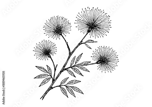 Calliandra Tree Plant Hand Drawn Illustration Vector by AZ for Books, Arts, Design and Decoration Graphic Asset