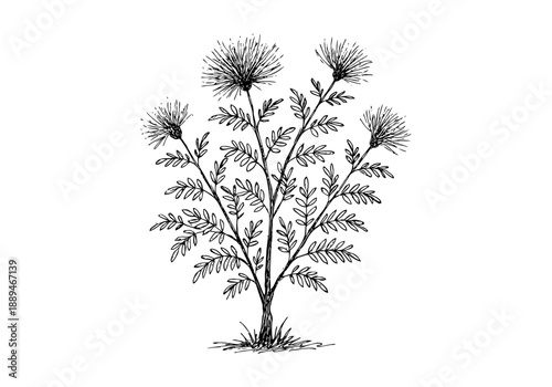 Calliandra Tree Plant Hand Drawn Illustration Vector by AZ for Books, Arts, Design and Decoration Graphic Asset