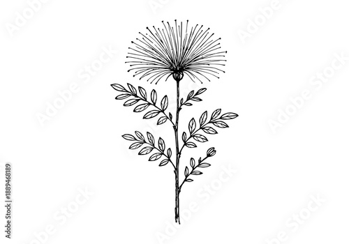 Calliandra Tree Plant Hand Drawn Illustration Vector by AZ for Books, Arts, Design and Decoration Graphic Asset