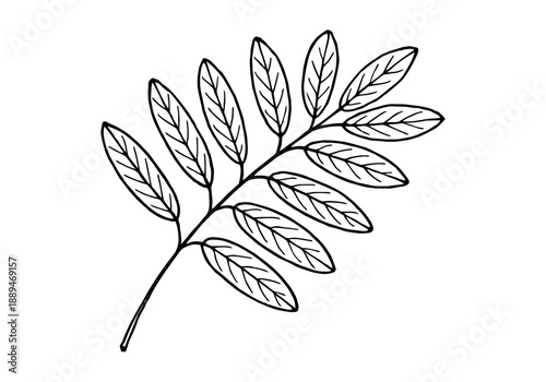 Calliandra Tree Plant Hand Drawn Illustration Vector by AZ for Books, Arts, Design and Decoration Graphic Asset
