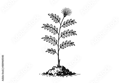 Calliandra Tree Plant Hand Drawn Illustration Vector by AZ for Books, Arts, Design and Decoration Graphic Asset