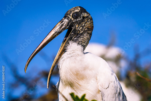 An excellent example of selective focus with a shallow depth of field, highlighting the intricate texture of the adult wood stork's head and feathers. 