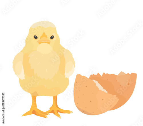 Cartoon yellow Chick with egg. Vector hand drawn farm bird illustration isolated on white. Cute little Chicken clip art.