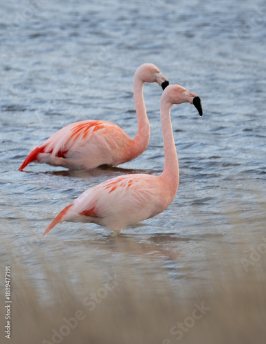 Phoenicopterus chilensis - flamenco chileno en laguna 
