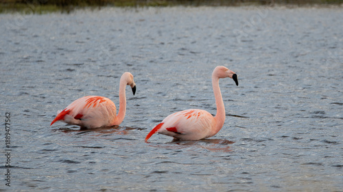 Phoenicopterus chilensis - flamenco chileno en laguna 