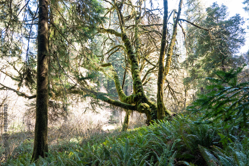 Fototapeta premium Bendy, curvy, mossy tree in the redwoods