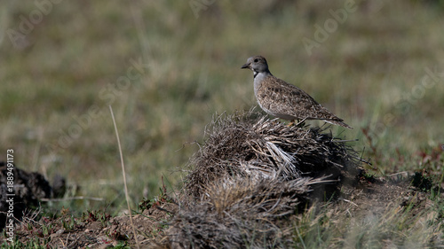Perdicita macho 
Thinocorus rumicivorus