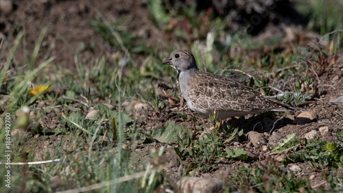 Perdicita macho 
Thinocorus rumicivorus
