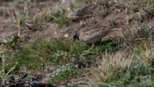 Perdicita macho 
Thinocorus rumicivorus