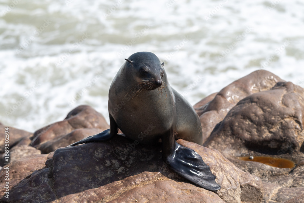 Fototapeta premium Cape Fur Seals - Arctocephalus pusillus- on the beach of Cape Cross Seal colony, along the skeleton coast of Namibia