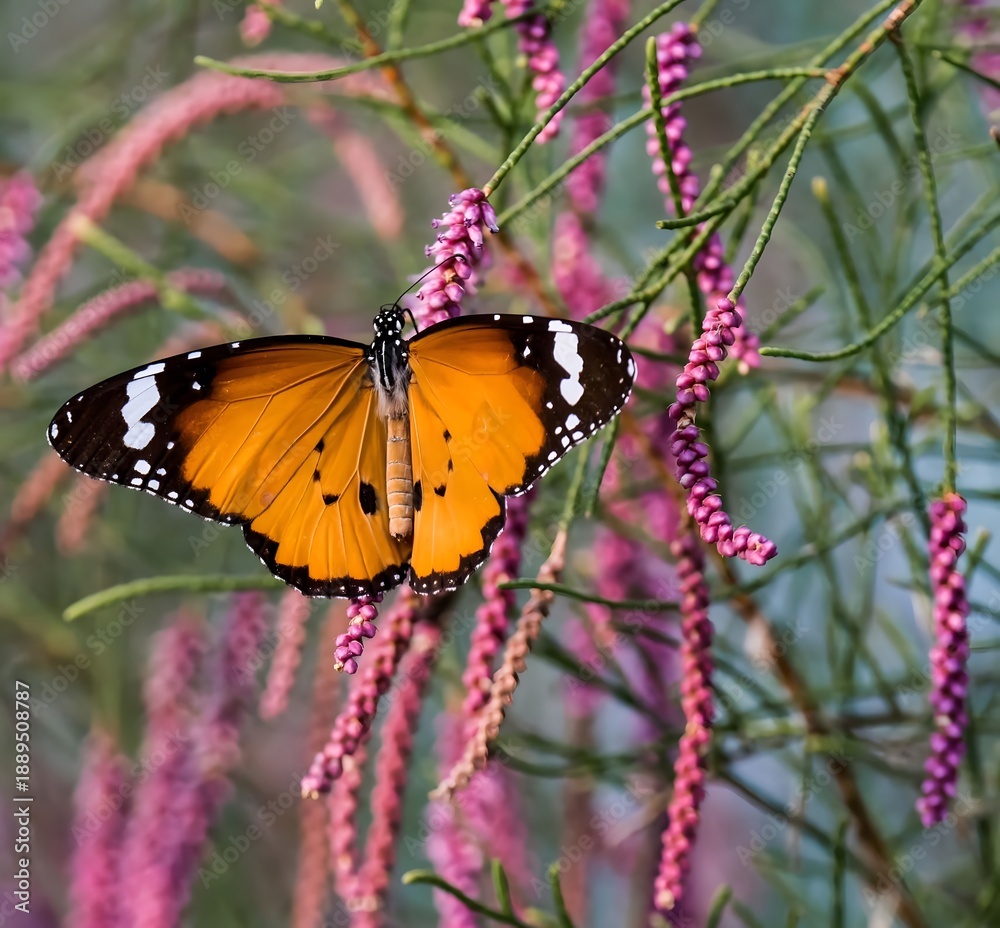 Obraz premium A vibrant orange and black butterfly gently rests on a delicate plant with pink flowers, highlighting the serene beauty of nature's intricate insect life